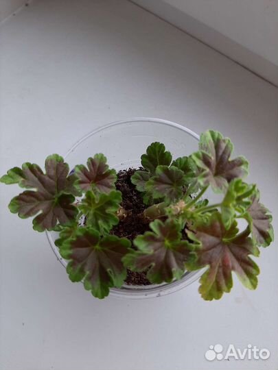 Пеларгония герань