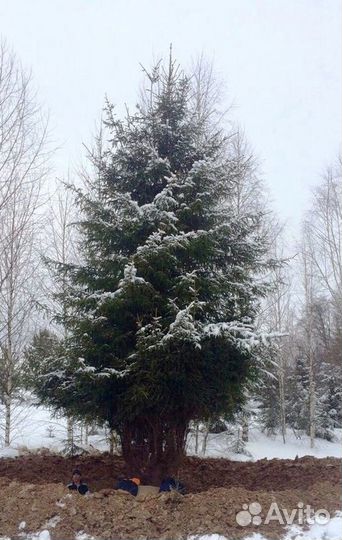 Саженцы Ель обыкновенная (Picea abies) крупномер