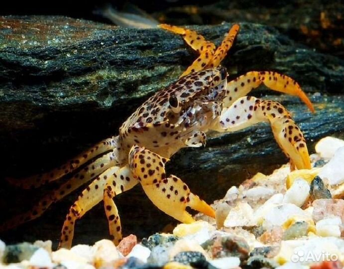 Краб пантерина ягуар - parathelphusa в аквариум