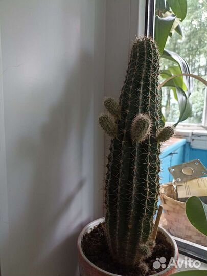 Кактус (детки)