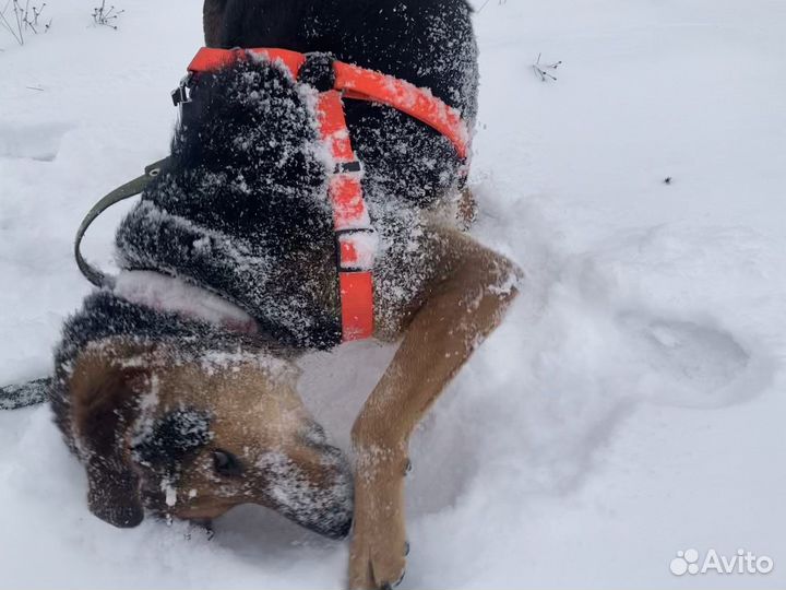Собака в добрые руки