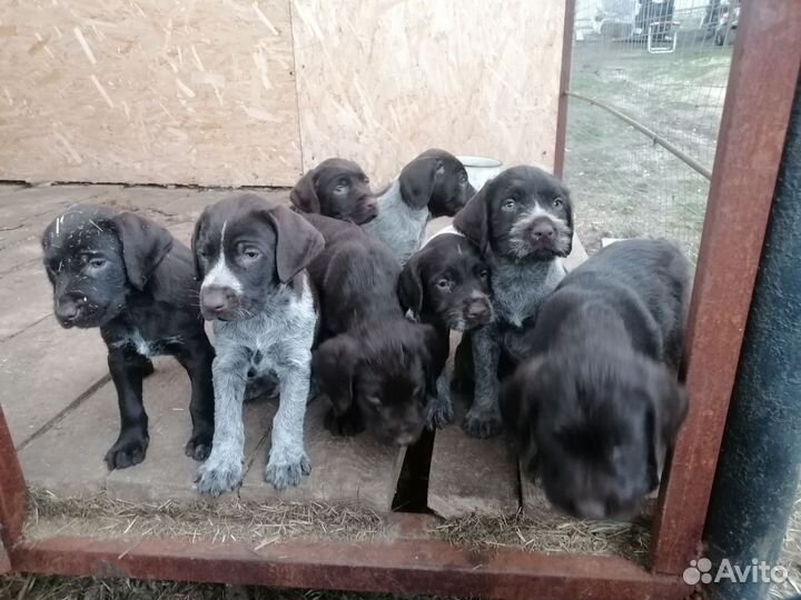 Щенки дратхаара