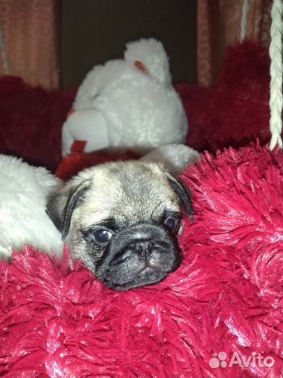 Щенки мопса