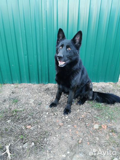 Щенки немецкой овчарки