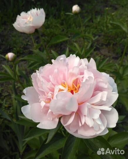 Пионы корни Пастелорамма