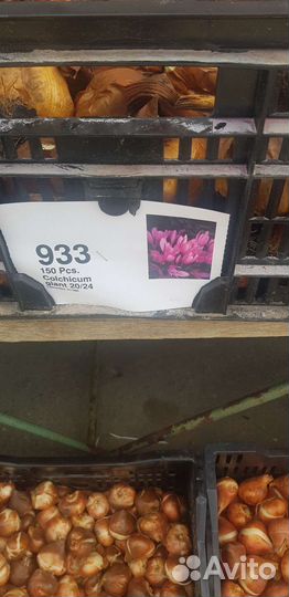 Луковицы безвременника