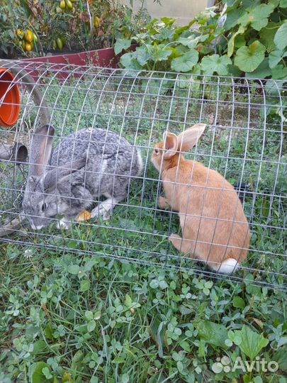 Продам кроликов