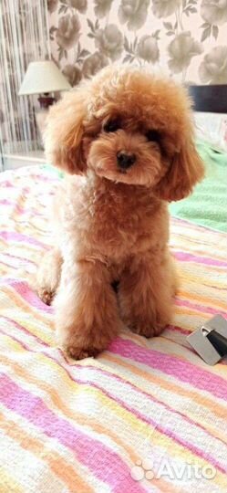 Щенки той-пудель