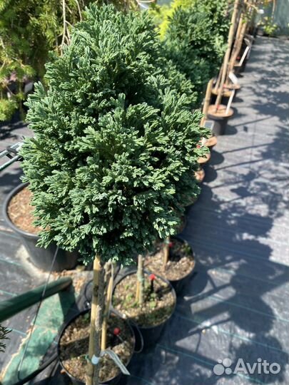 Кипарисовик Лоусона штамб