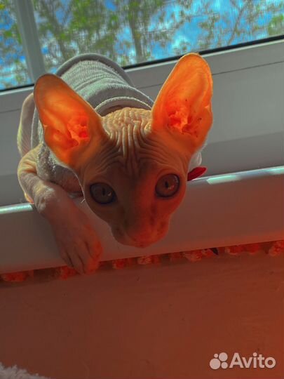 Канадский сфинкс