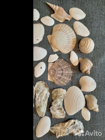 Морские ракушки раковины