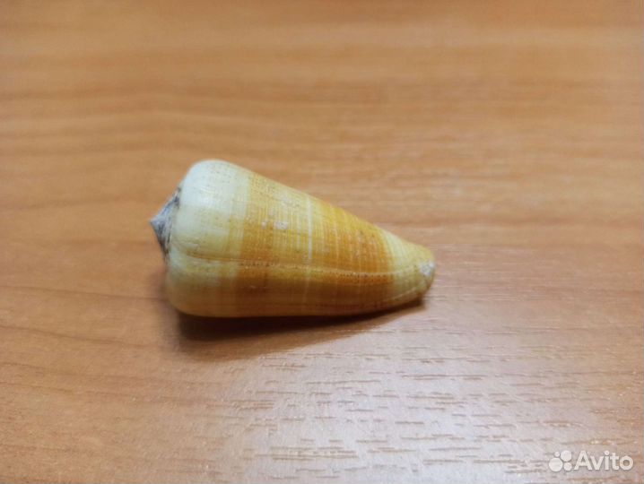 Морская раковина