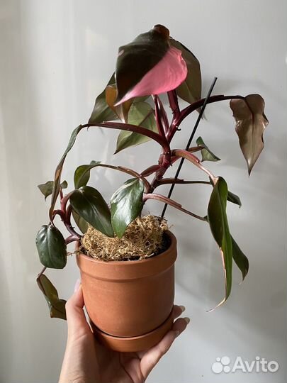 Филодендрон розовая принцесса