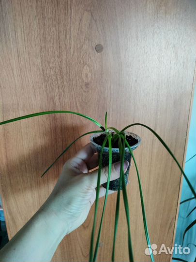 Зефирантес(выскочка)
