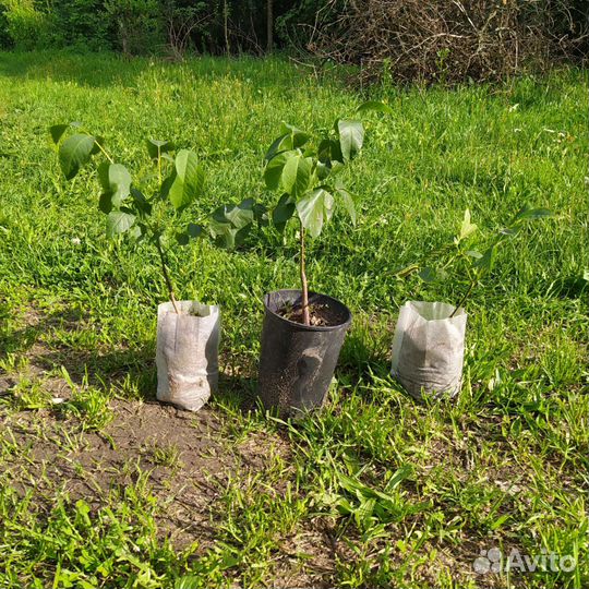 Саженцы грецкого ореха (местный)