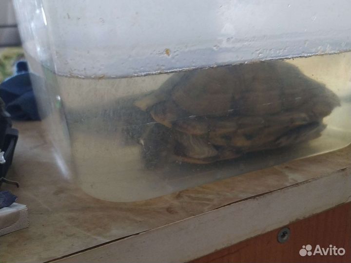 Красноухая черепаха бесплатно