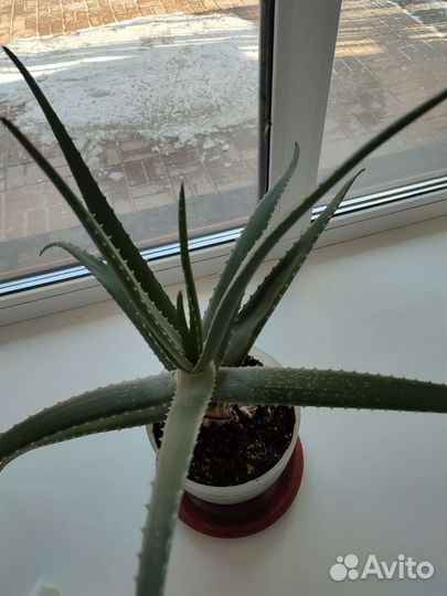 Алоэ вера большой