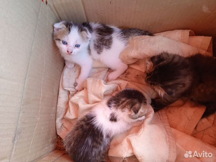 Катят в хорошем рукам