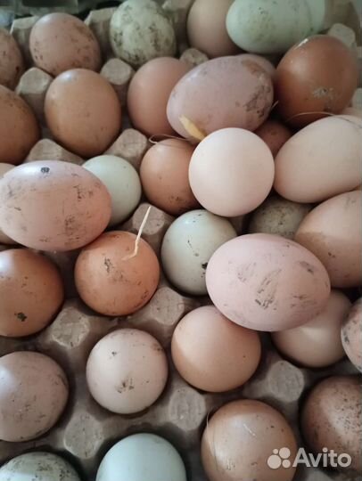 Яйцо домашнее