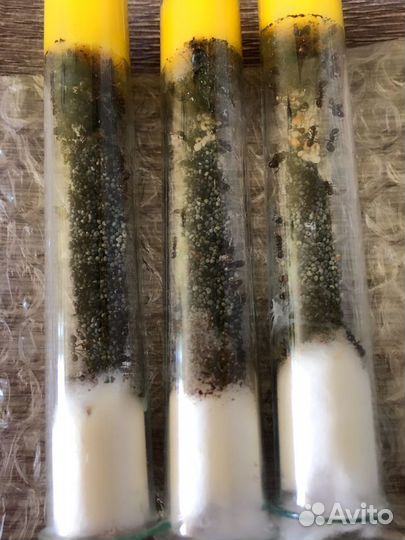 Формикарий из акрила «аниме»L+MessorStructor