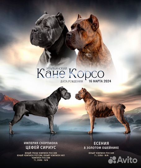 Щенки кане корсо