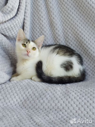 Котёнок мальчик в добрые руки