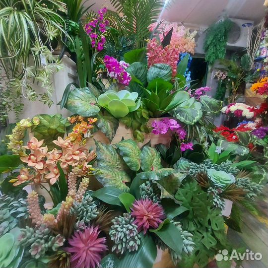 Кактусы и суккуленты