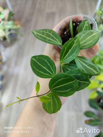 Растения разные