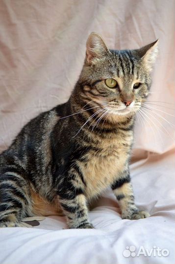 Кошка-инвалид ищет дом