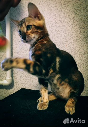 Бенгальский котенок мальчик