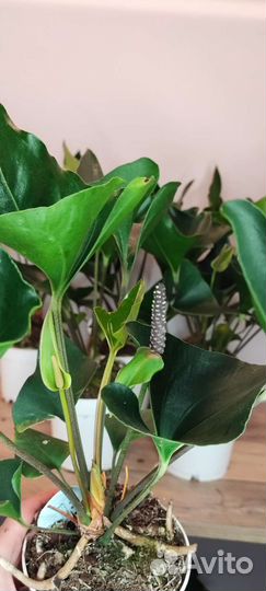 Антуриум Arrow