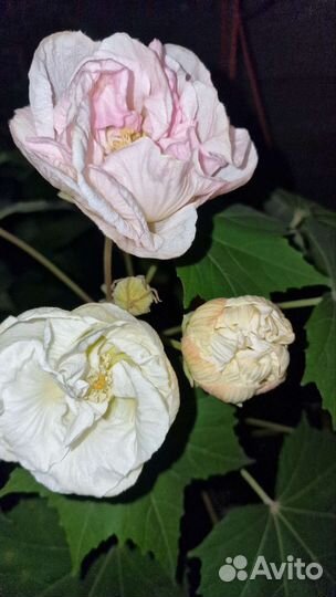 Гибискус изменчивый для улицы и дома