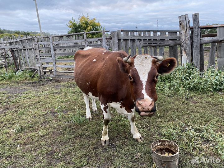 Корова дойная, 5 отелов