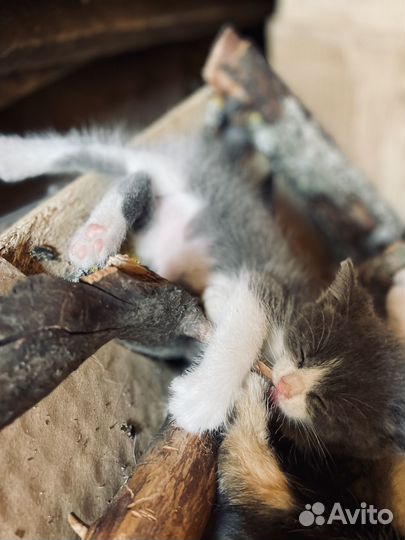 Отдам в добрые руки