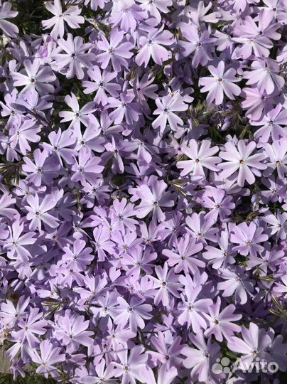 Флокс шиловидный