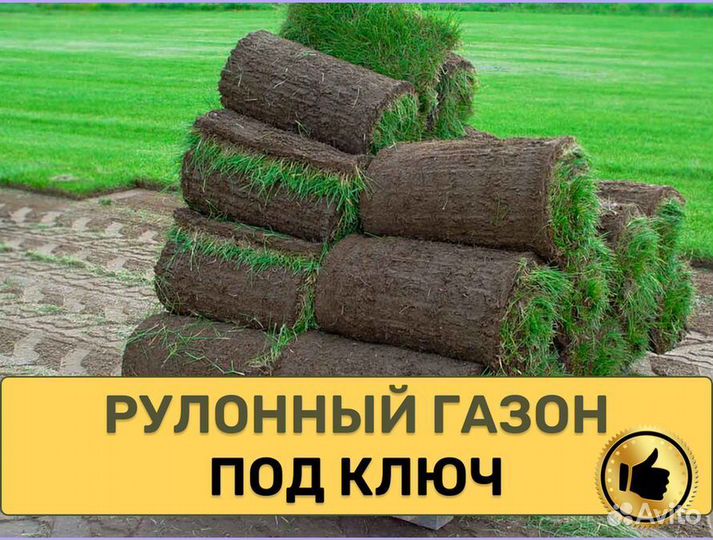 Рулонный газон под ключ Стандарт