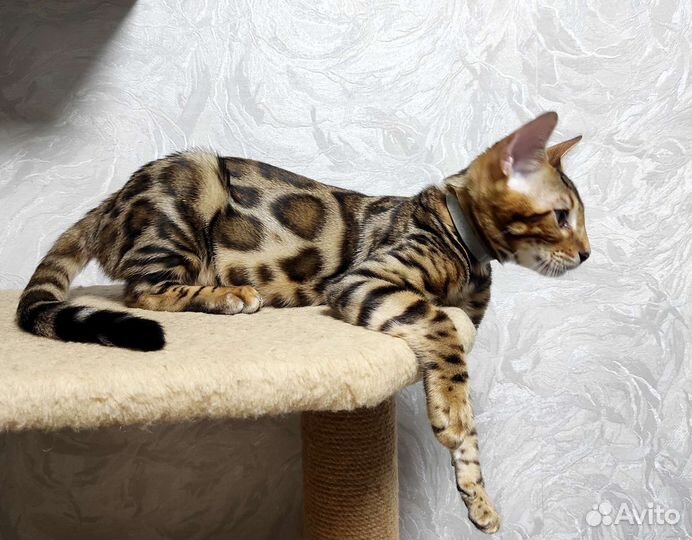 Бенгальские котята