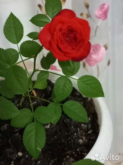 Комнатные растения