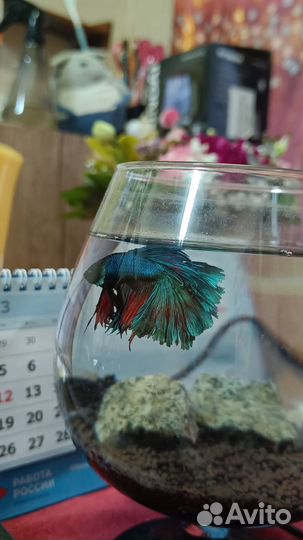 Рыбка петушок с аквариумом