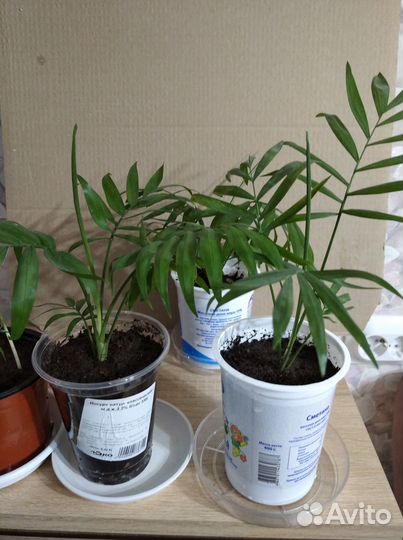 Хамидорея пальма