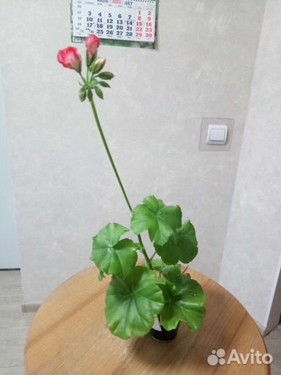 Пеларгонияплющелистная