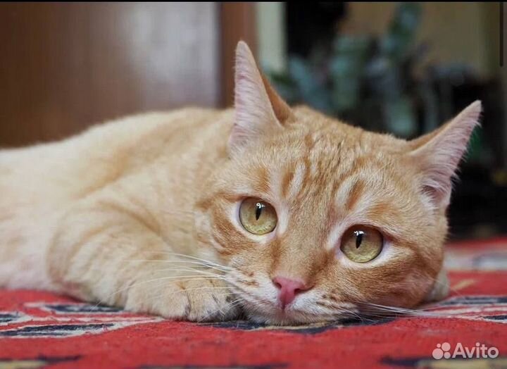 Рыжик в самые лучшие ручки