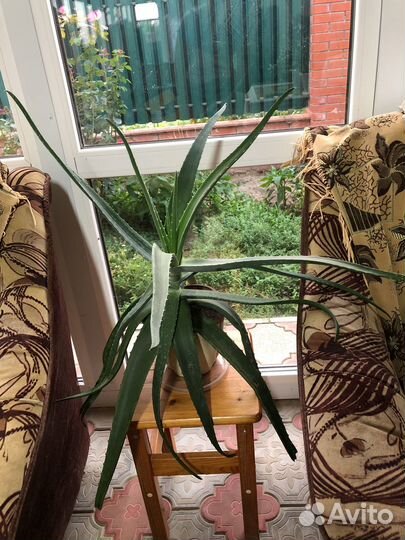 Алоэ лечебный