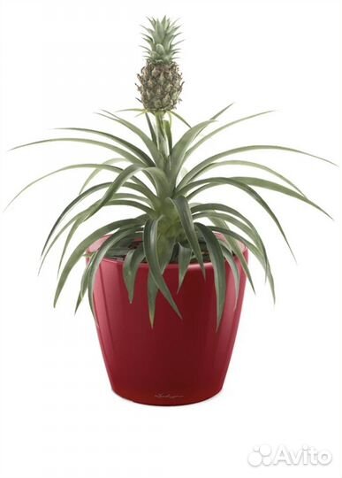 Ананас растение