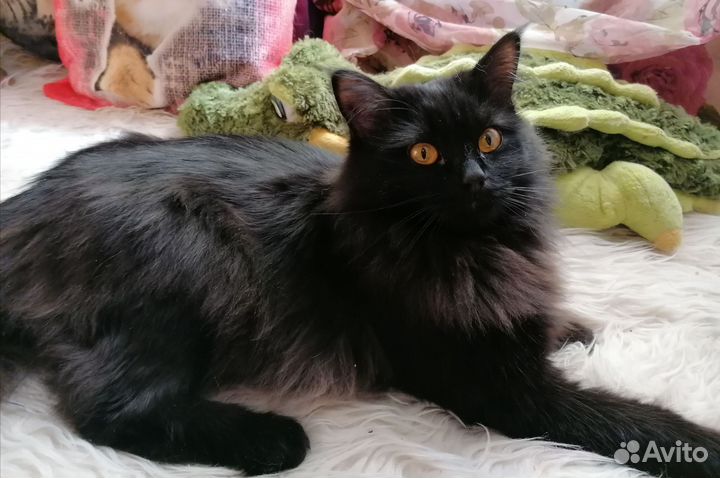Кот Елисей