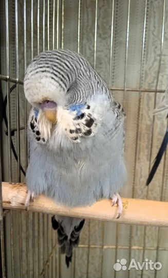 Волнистые попугаи