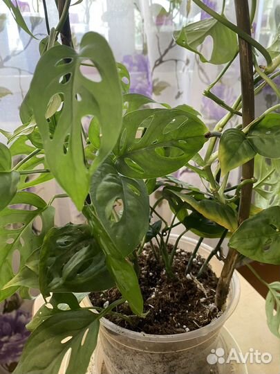 Филодендрон, монстера