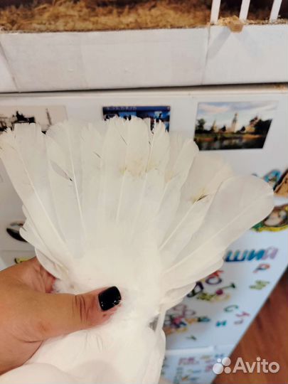 Голубь бакинский