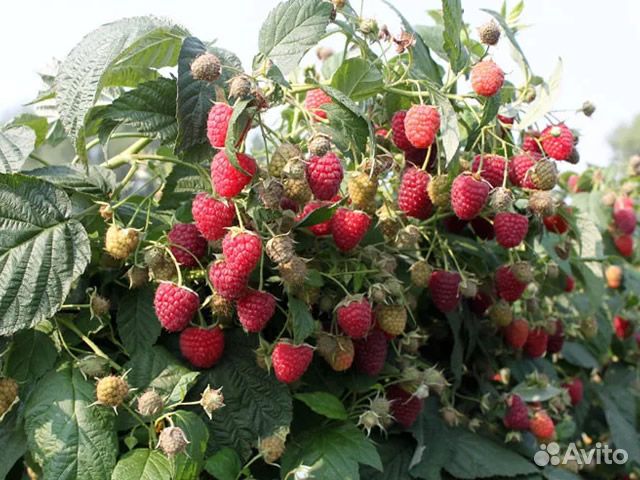 Малина свежая