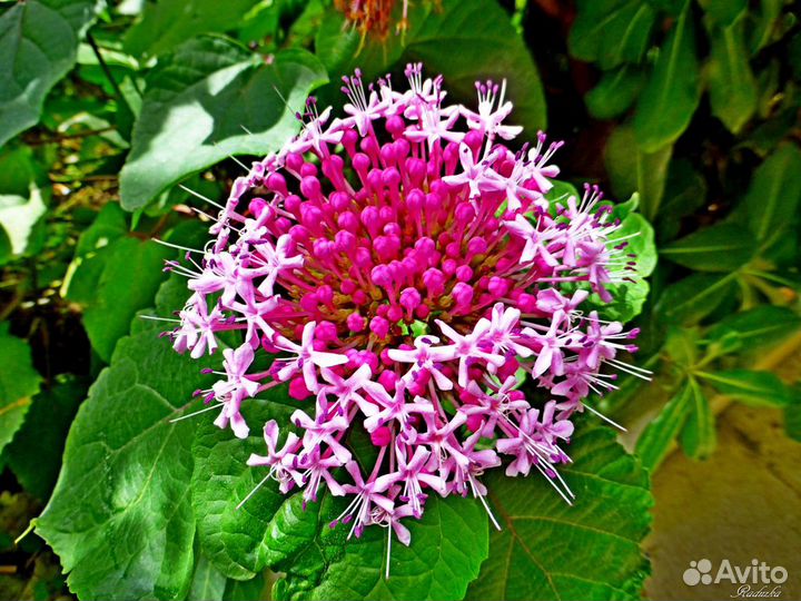 Клеродендрум Бунге-гортензия,цветущая до морозов